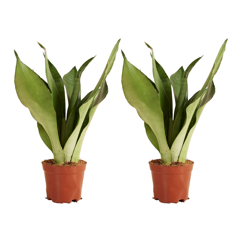 Lot de 2 sansevieria ‘moonshine’ - langue de belle-mère - 30-40 cm - pot 12 cm