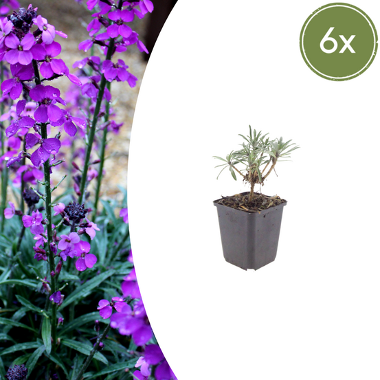 Lot de 12 - giroflée mauve (erysimum) 'bowles' mauve'