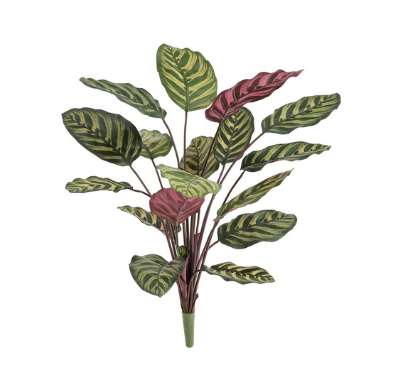 Calathea makoyana rouge artificiel fr 60cm