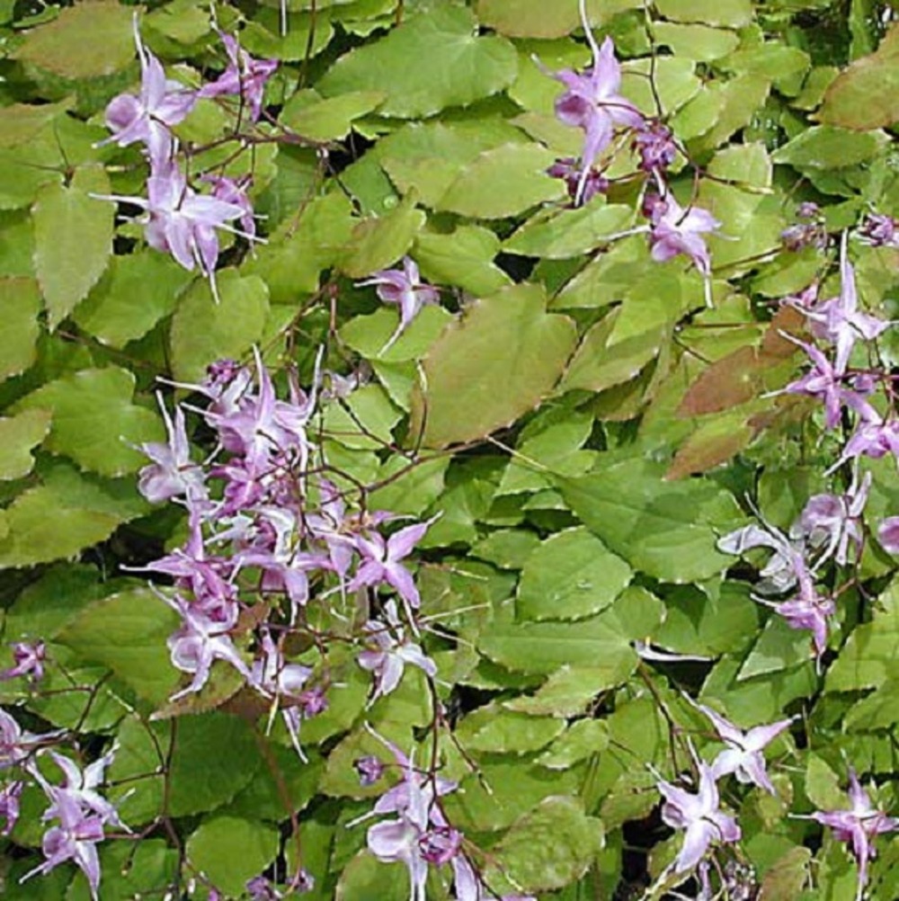6 x fleur des elfes à grandes fleurs - epimedium grandiflorum 'lilafee'  - godet 9cm x 9cm