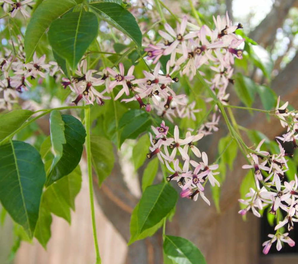 Melia azedarach (lilas de perse, lilas des indes, margousier, faux neem) pot de 50l - 200/250cm - par 14/15cm