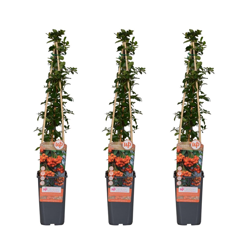 Lot de 3 - pyracantha 'orange glow' - h65 cm - ø15 cm - plante d'extérieur