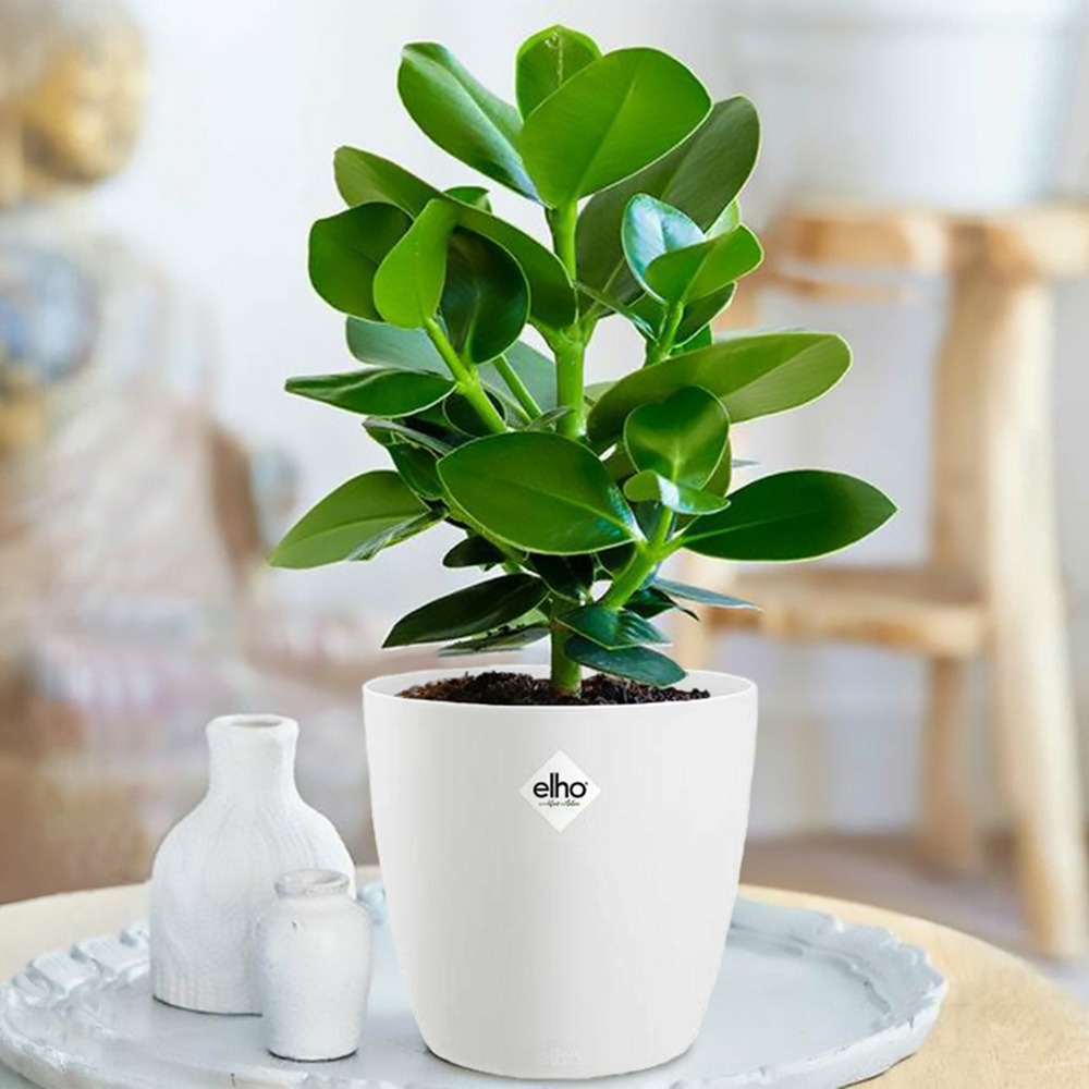 Clusia princess et son cache-pot blanc elho - le pot de 12 cm et le cache pot de 14 cm. Hauteur livrée 20 cm