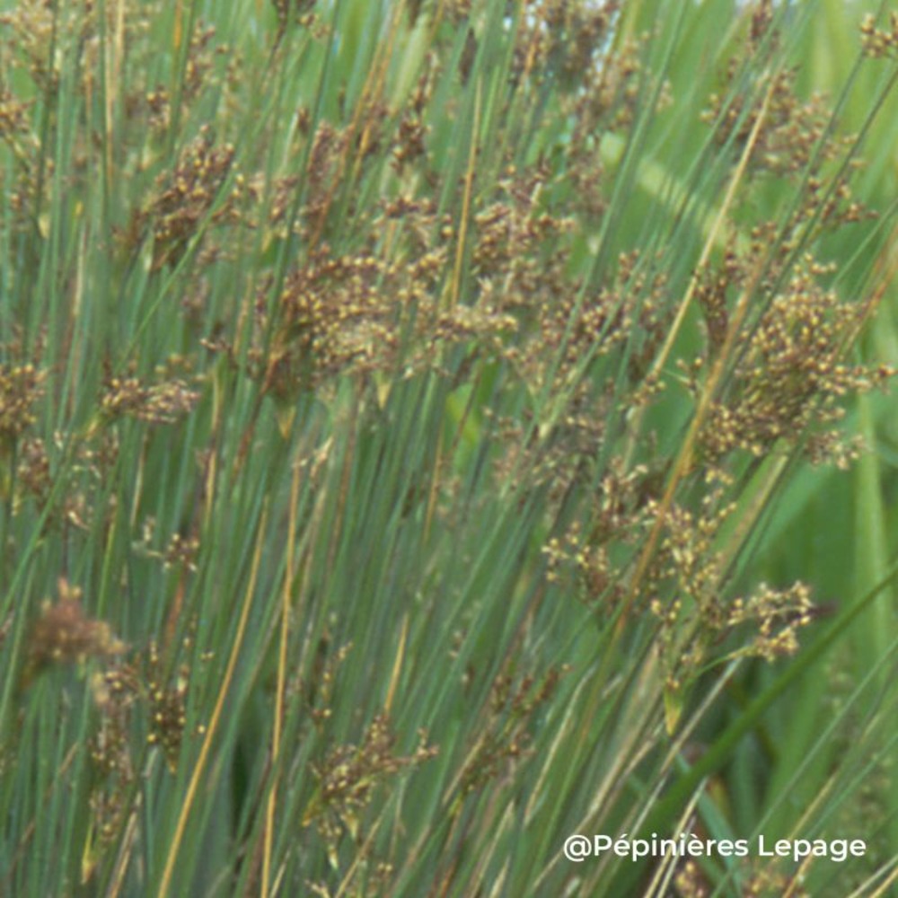 3 joncs courbés (juncus inflexus)