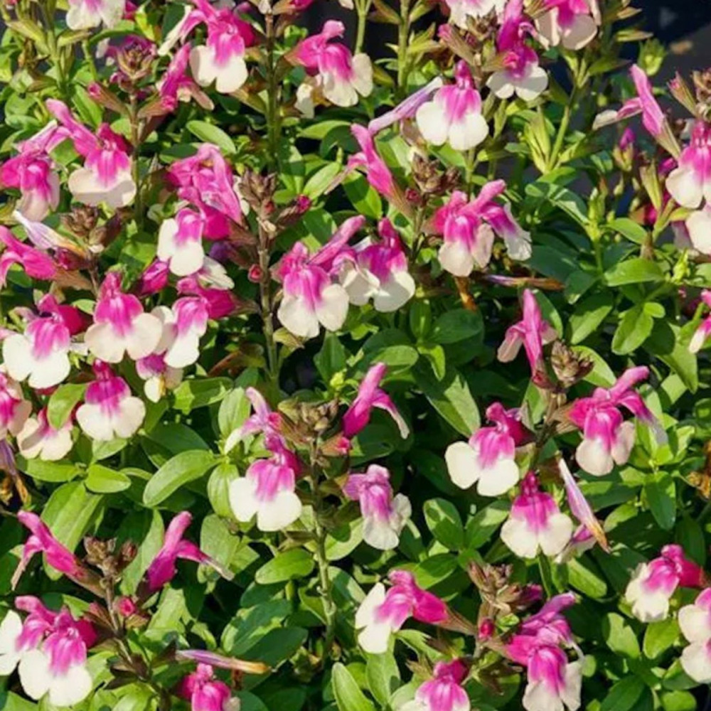 Sauge d'automne mirage™ rose bicolor pot de 3l - 20/40 cm