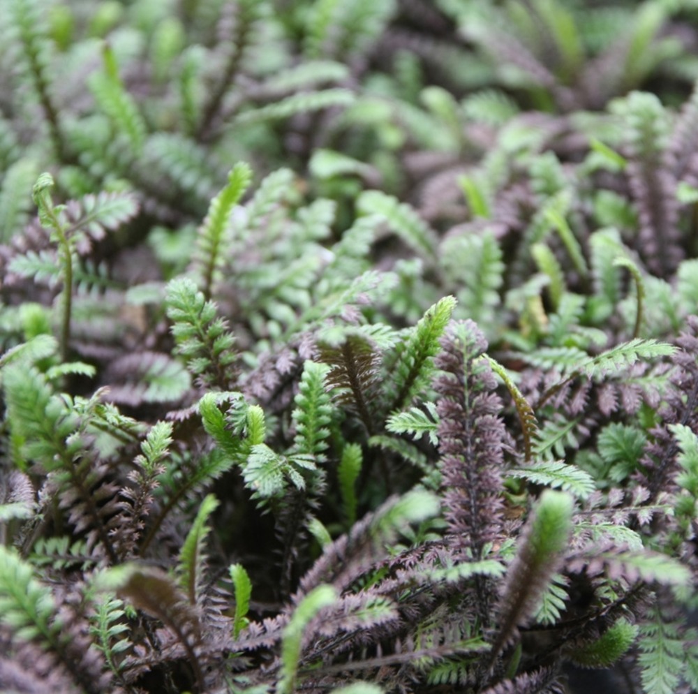 Cotule à bractées 'platt's black' godet de 8/9 cm