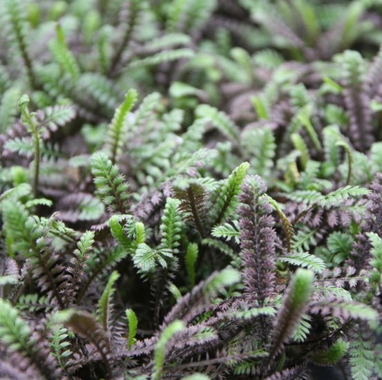 Cotule à bractées 'platt's black' godet de 8/9 cm