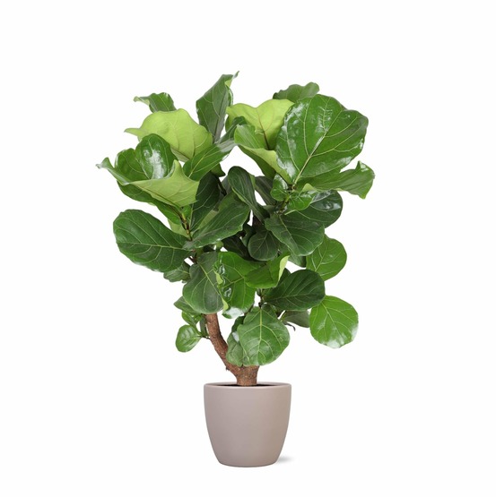 Ficus lyrata et son pot taupe - hauteur 130cm