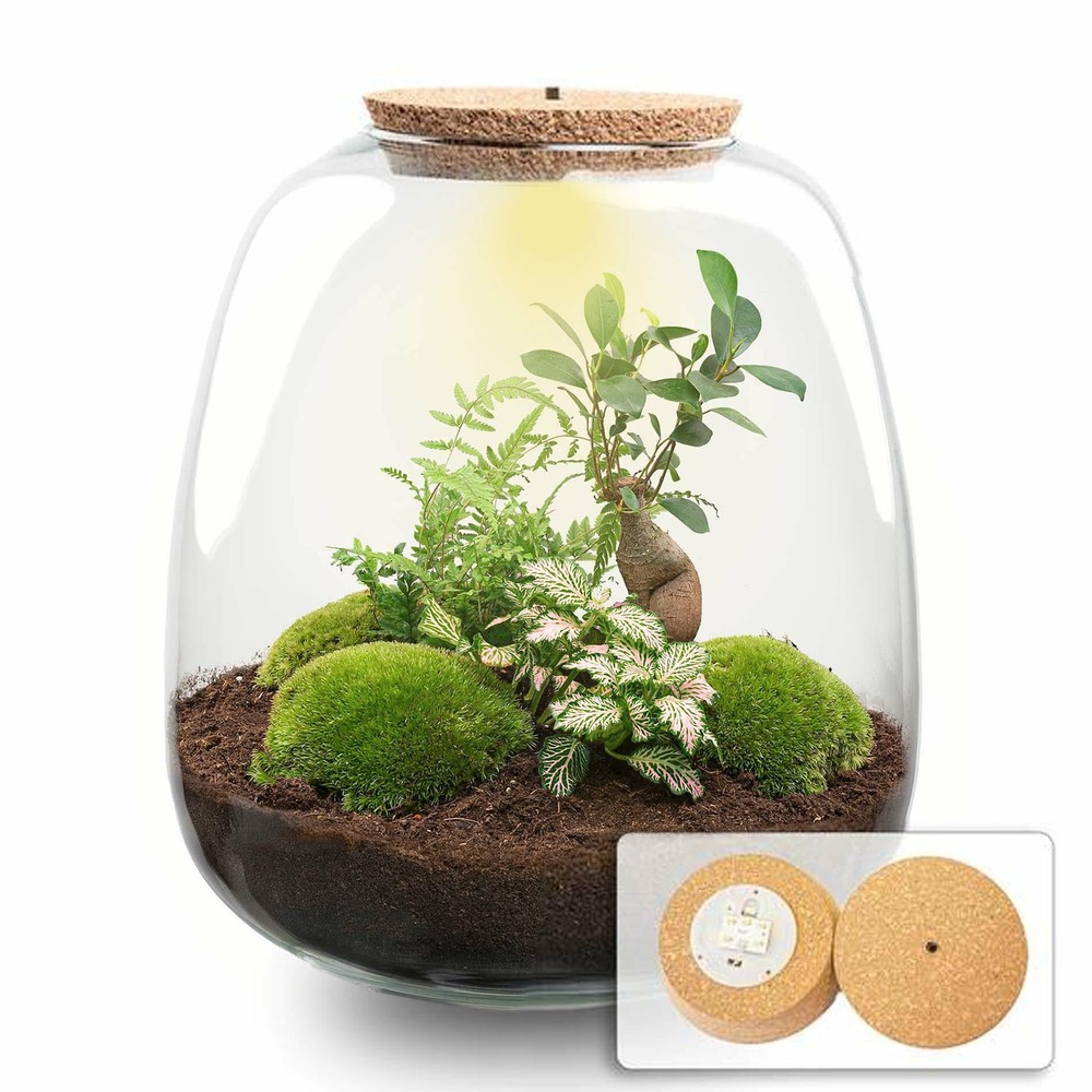 Planten terrarium - emma - diy kit - bonsai rose