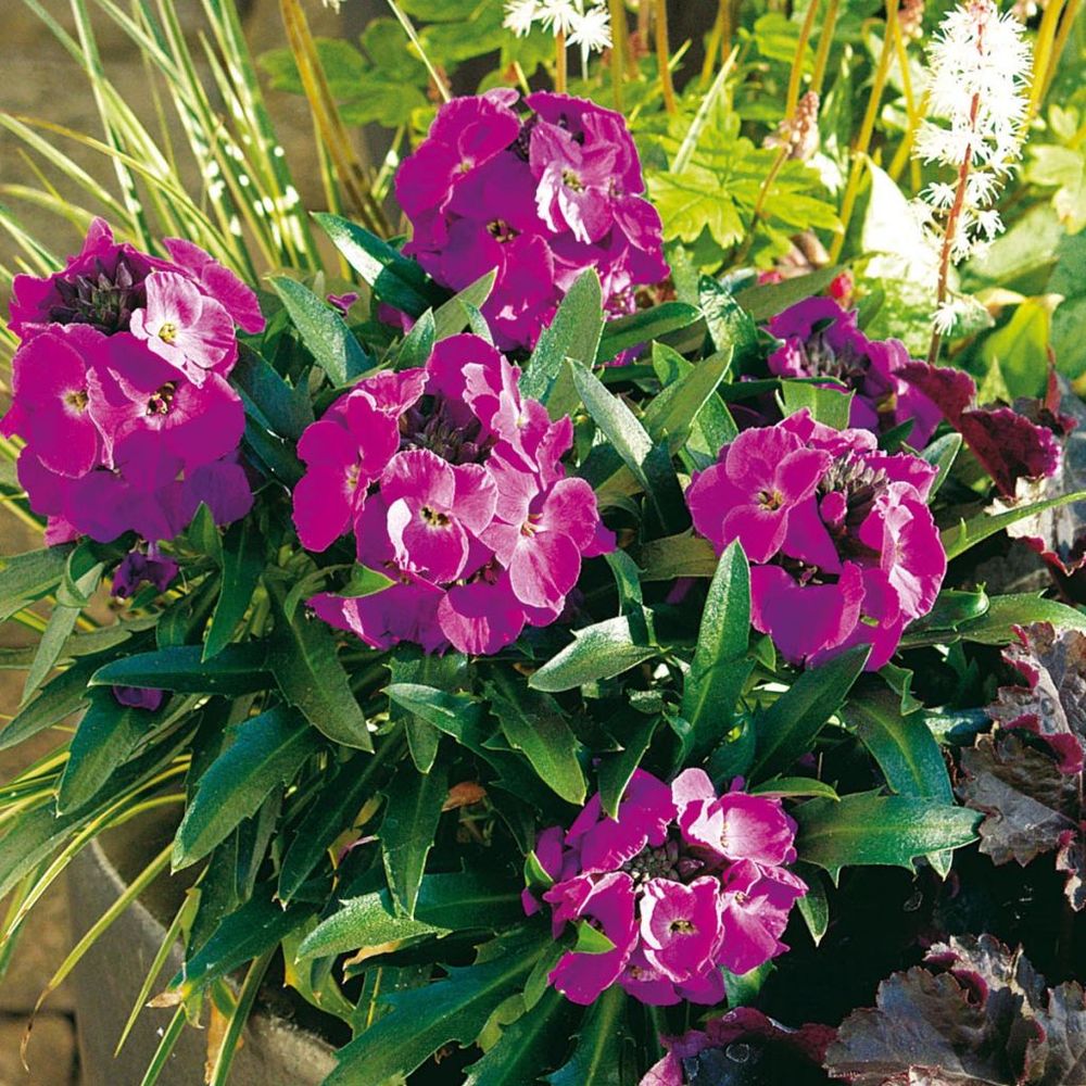 Giroflée, vélar 'winter joy improved' mini-motte ø 3/4 cm, plant vert de 3 à 5 cm de haut environ (par 3)