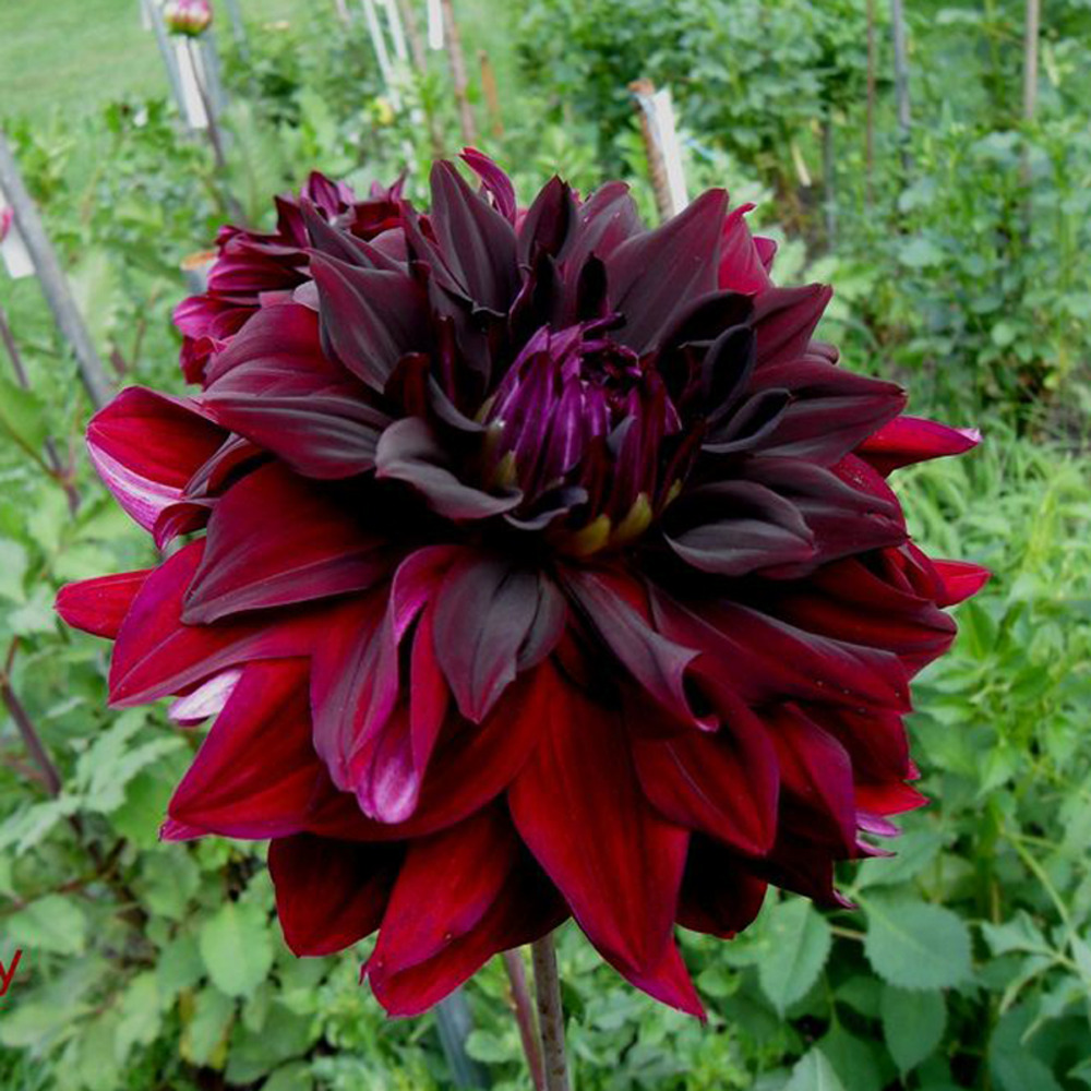 Dahlia semi-cactus 'rip city' bulbe calibre i