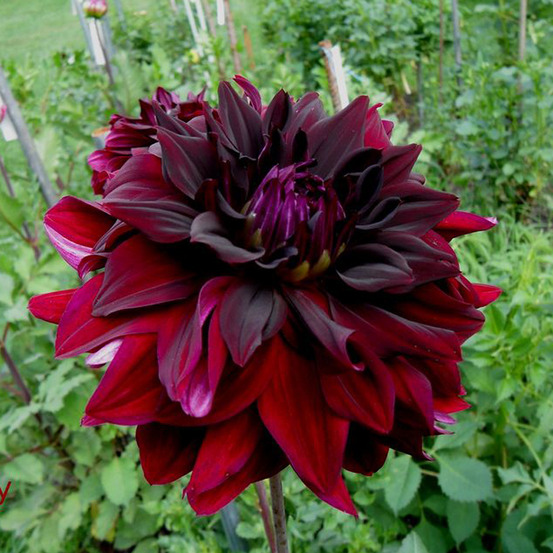 Dahlia semi-cactus 'rip city' bulbe calibre i