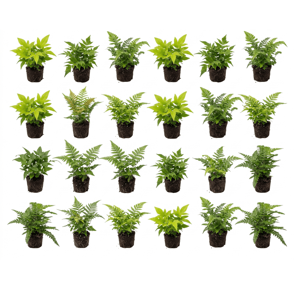 Buitenvaren gemengd 24 stuks p9 - tuinvaren vijverrand - schaduwplant winterhard