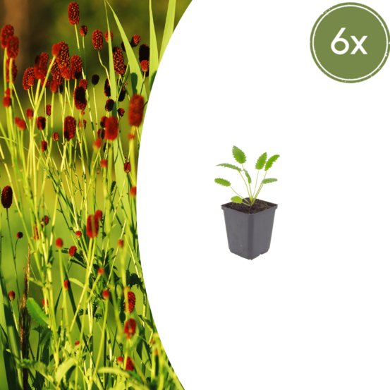 Lot de 24 - pimprenelle officinale (sanguisorba officinalis) 'tanna'