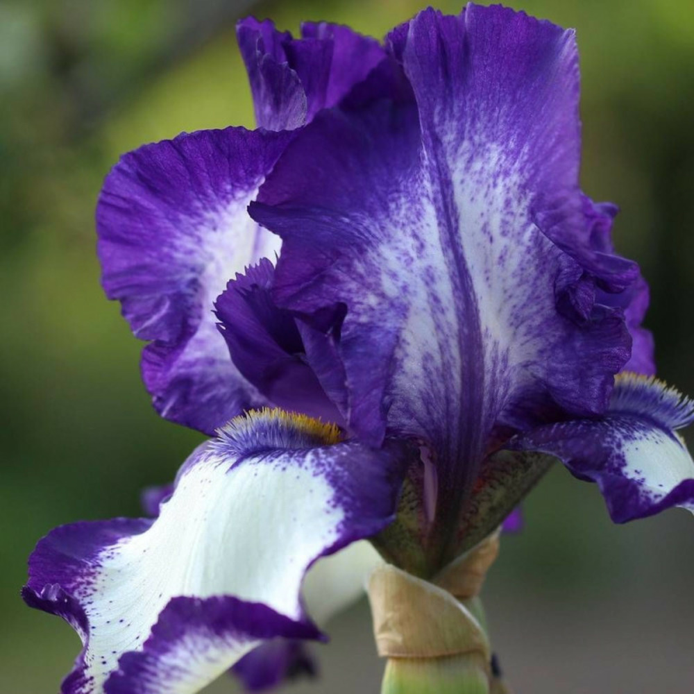 Iris des jardins stepping out lot de 5 godets