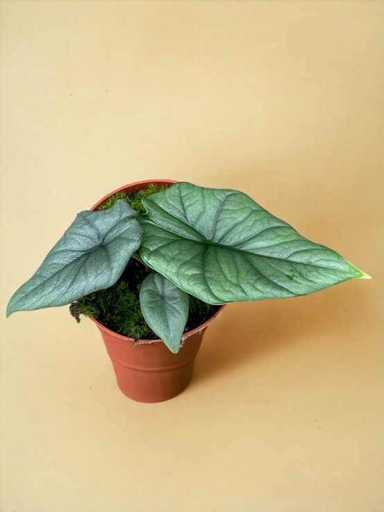 Alocasia bisma silver