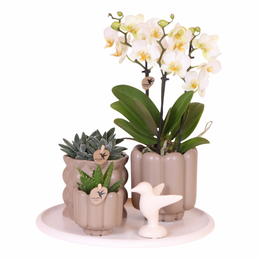 Coffret cadeau orchidée 'white tray xl' - phalaenopsis - hauteur 35cm