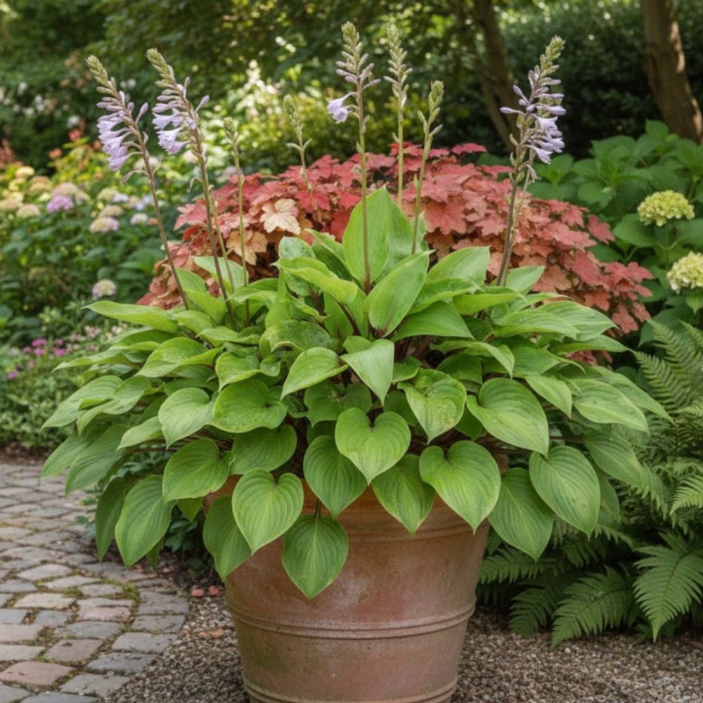 Hosta purple heart godet - 5/20 cm