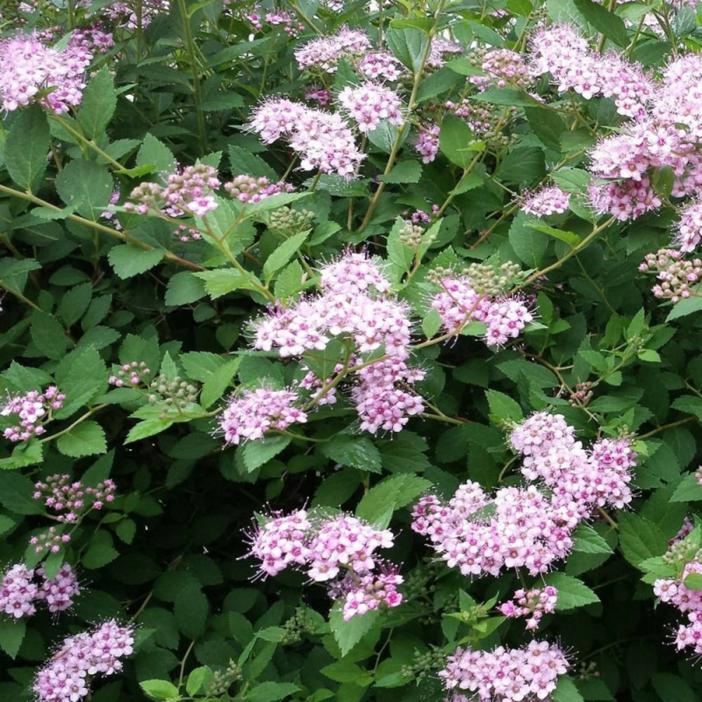 Spirée de van houtte fujino pink, spiraea pot de 3l - 20/40 cm