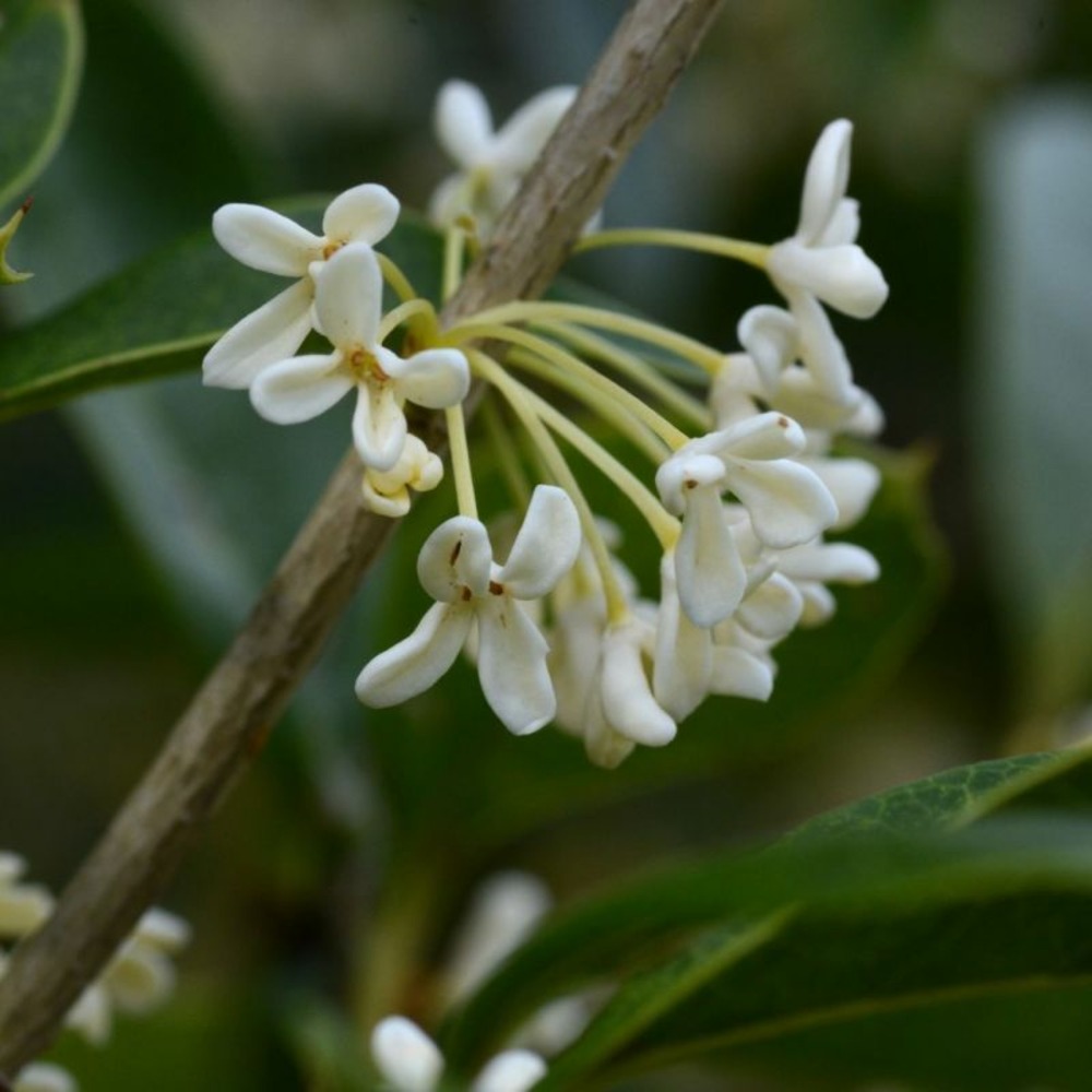 Osmanthe de burkwood - osmanthus xburkwoodii en pot 30/40cm