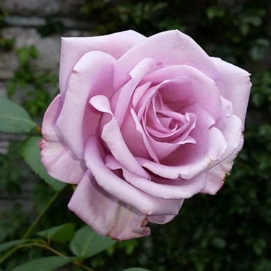 Rosier arbustif lugdunum® 'orafarcom' pot de 5l - touffe