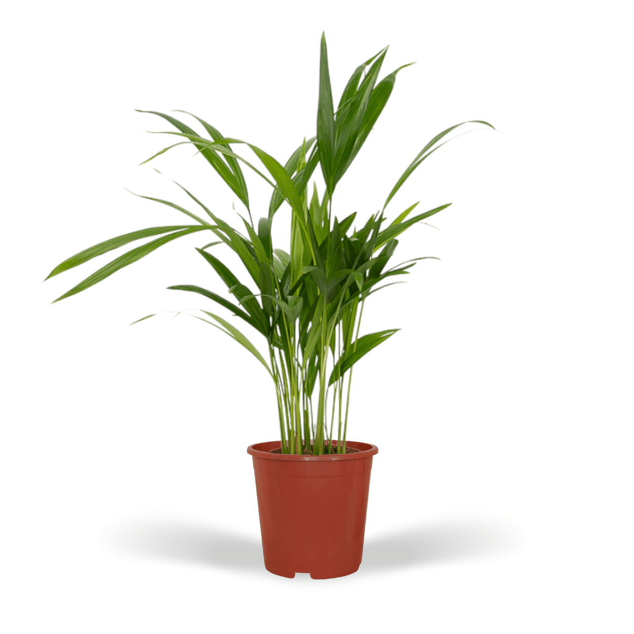 Plante d'intérieur - palmier areca 40cm