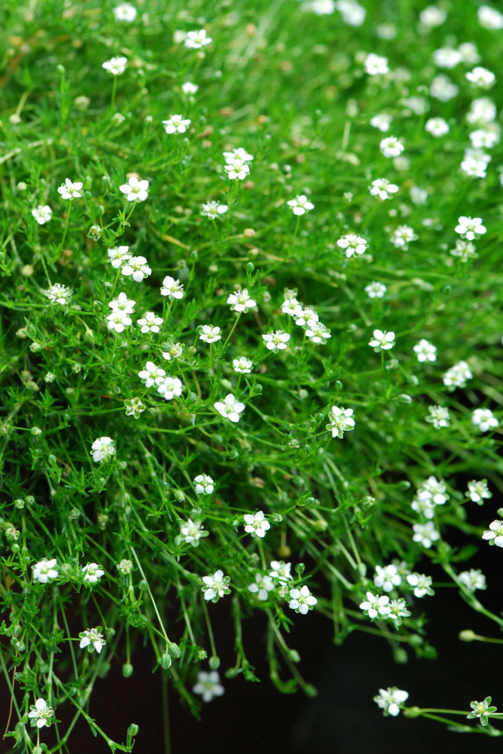 Sagine 'irish moss ?' - en pot de 3 litres