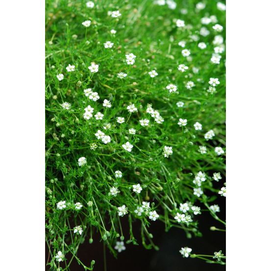 Sagine 'irish moss ?' - en pot de 3 litres