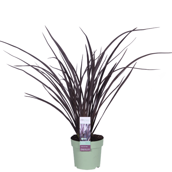 Phormium 'rubra nana' - h50 cm - ø14 cm