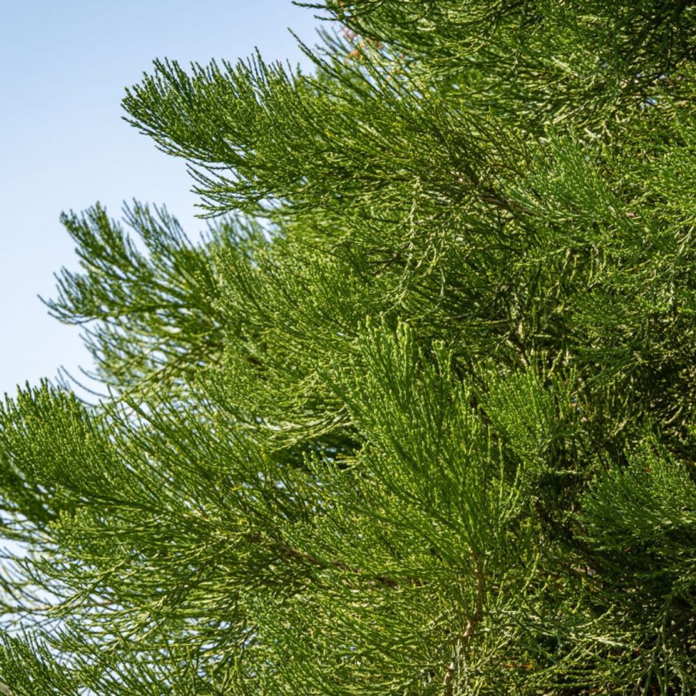 Séquoia géant - sequoiadendron giganteum 40/60cm pot 2,5l