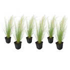 Stipa tenuifolia 'pony tails' - set de 6 herbes stipa 'pony tails' - pot 9cm - hauteur 20-30cm