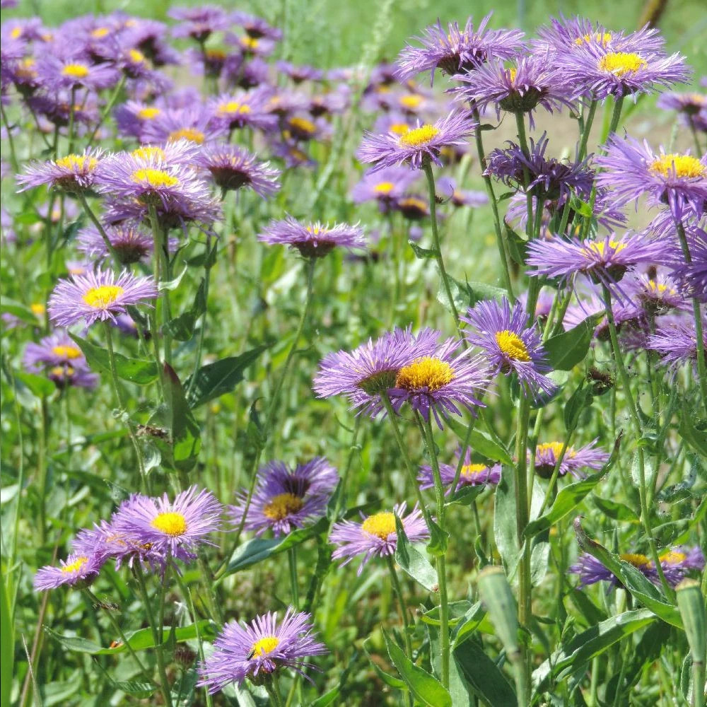 Vergerette sommerabend lot de 9 godets