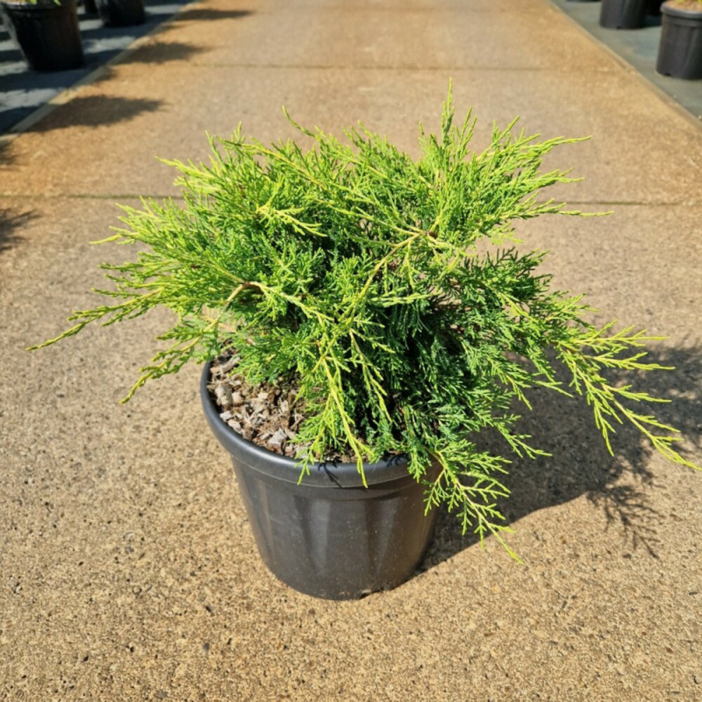 Genévrier de pfitzer old gold - juniperus media old gold 30/40cm pot 8l