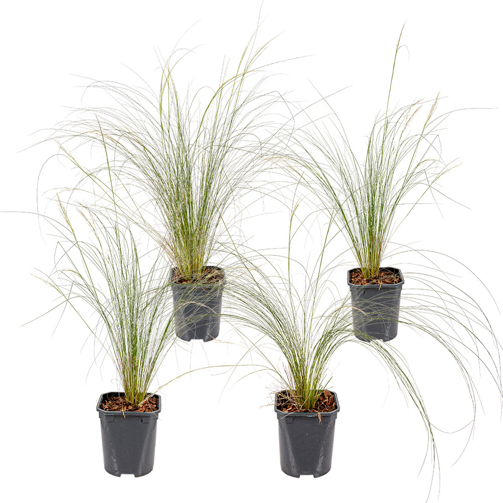 Lot de 4 - stipa tenuissima ponytails - herbe aux cheveux d’ange - 20-30 cm de haut - pot 13 cm