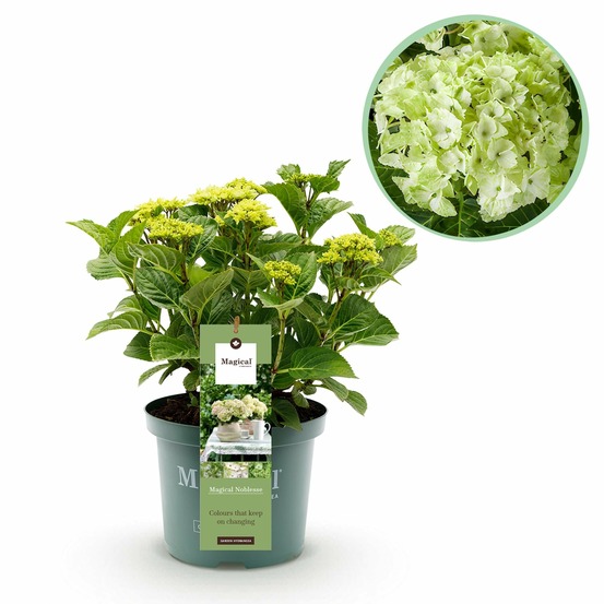 Hortensia magical noblesse – pot 23 cm – hauteur 55 cm