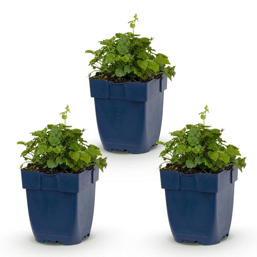 Campanule 'lisduggan variety' - lot de 3 - pot 11 cm - hauteur 25 cm