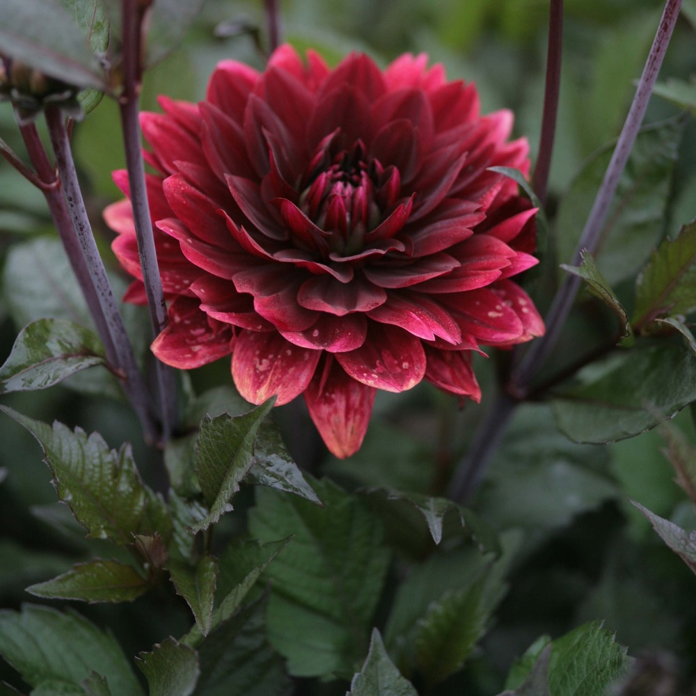 Dahlia gpe décoratif 'after dusk' bulbe calibre i