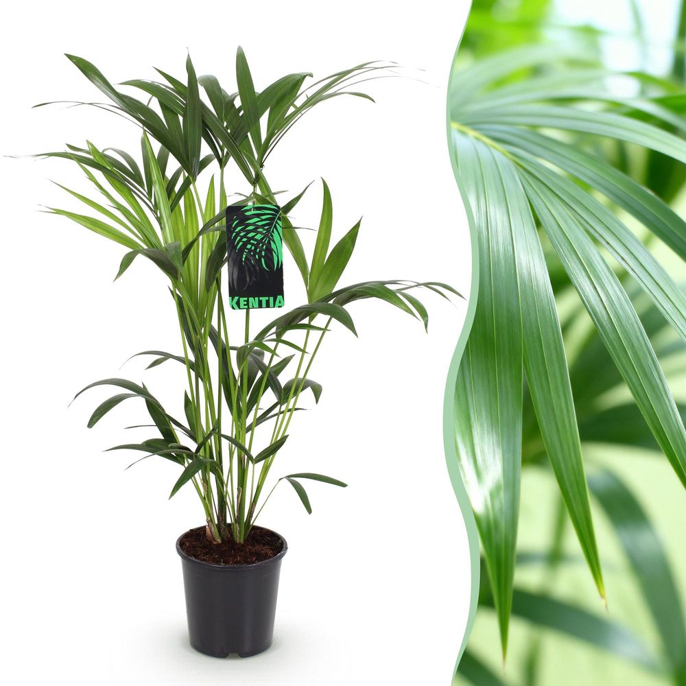 Howea forsteriana - kentia palm - pot de 19cm - plantes d'intérieur
