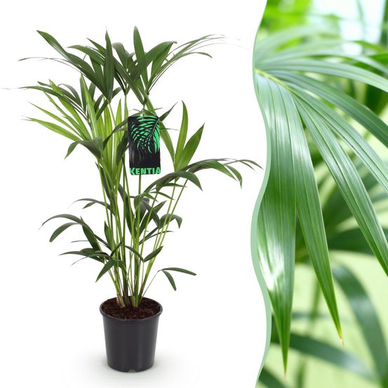 Howea forsteriana - kentia palm - pot de 19cm - plantes d'intérieur