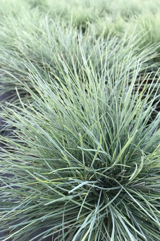 Fétuque bleue 'easy blue' - en pot de 3 litres