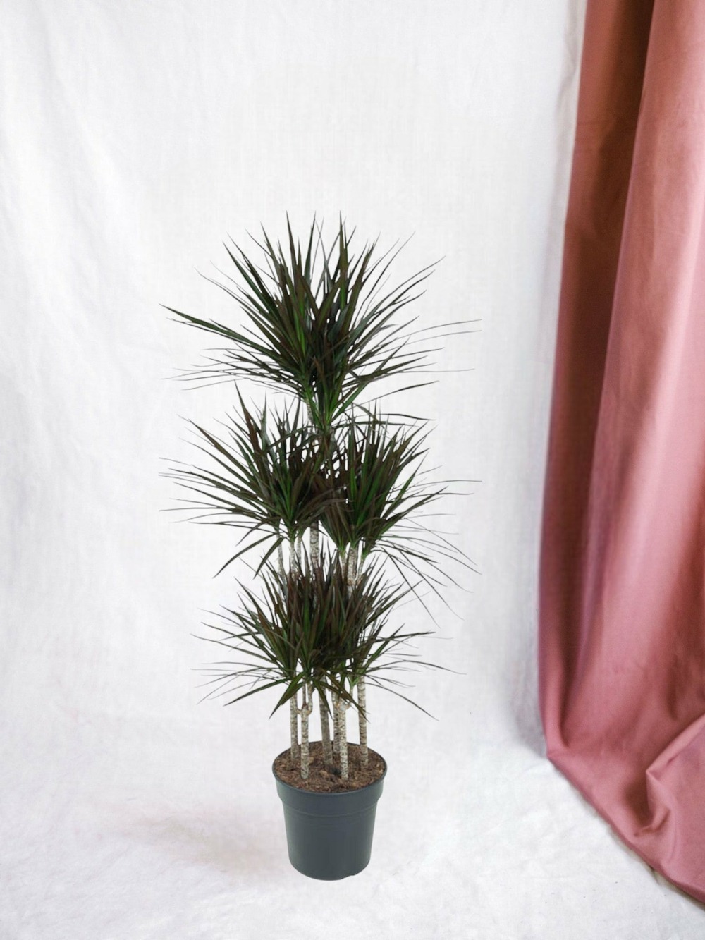 Dracaena magenta carrousel - 150cm - ø31 150cm - plante d'intérieur
