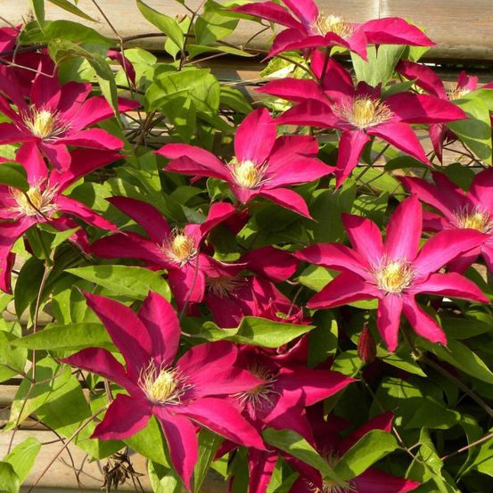 Clématite bourbon™ 'evipo018' pot de 2l - tuteur bambou 60/90 cm
