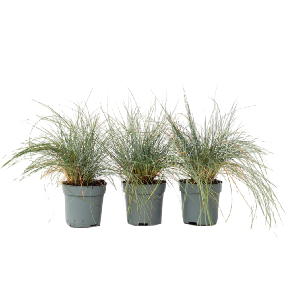 Fétuque - set de 3 - festuca glauca 'elijah blue' - hauteur 10-15cm - ⌀9cm