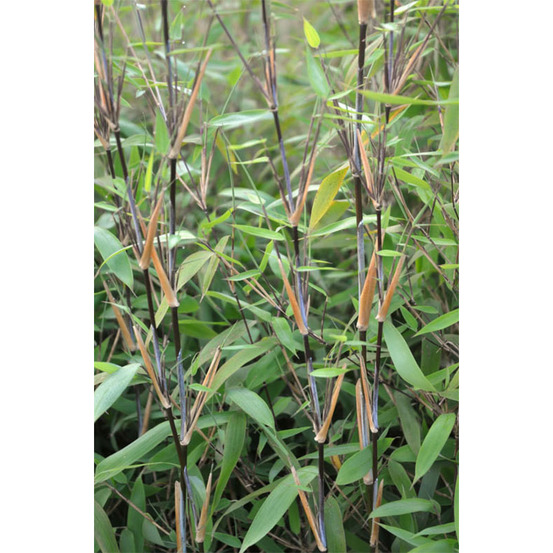 Fargesia nitida 'great wall' pot de 7,5l/10l