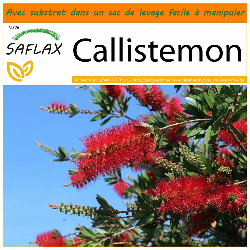 Garden in the bag - callistemon - 400 graines - callistemon citrinus