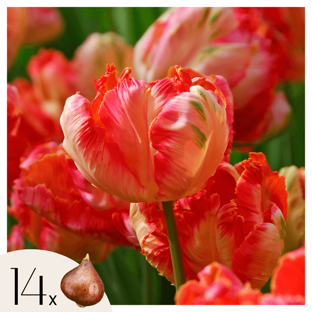 Tulipe - set de 14 - tulipa 'apricot parrot' - bulbes à fleurs - rose
