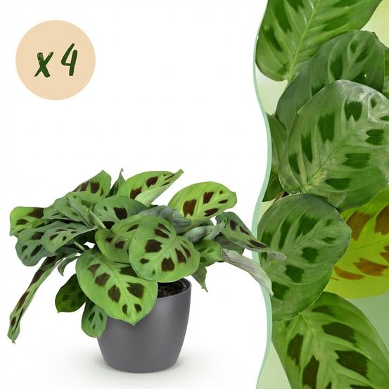 Maranta fascinator kerchoveana - pet-friendly - pot de 12cm - hauteur 25cm - plantes d'intérieur