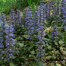 Bugle Rampante 6 x bugle rampant - ajuga reptans - godet 9cm x 9cm | Truffaut