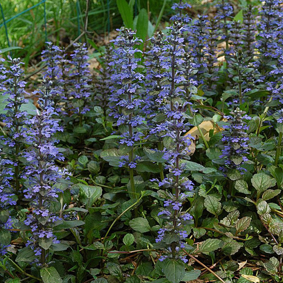 6 x bugle rampant - ajuga reptans - godet 9cm x 9cm