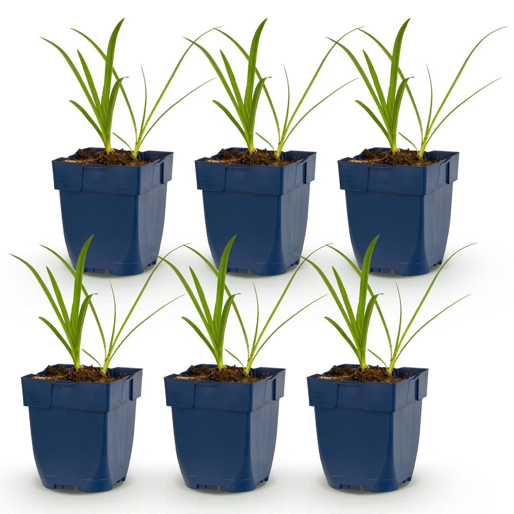 Agapanthe 'albus' - lot de 6 - pot 11 cm - hauteur 25 cm - plante d'extérieur